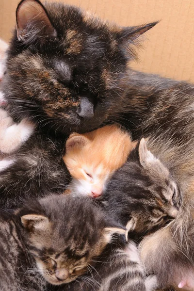 Familia de gatos — Foto de Stock