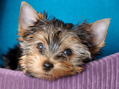 Yorkshire terrier clipart