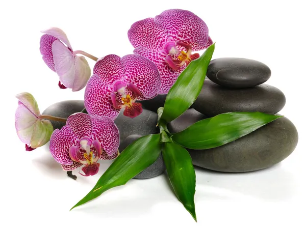 Orquídea Fotografia De Stock