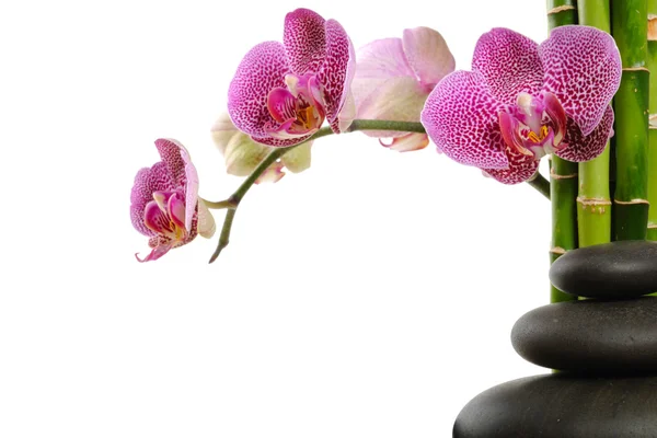 Орхидея Стоковое Изображение