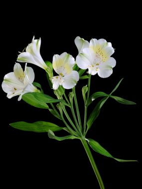 alstroemeria