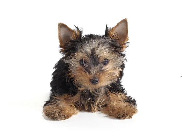 Puppy Yorkshire terrier — Stock Photo, Image