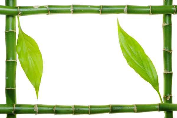 Bambu — Stockfoto