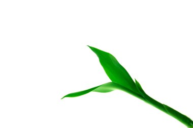 Green Bamboo clipart