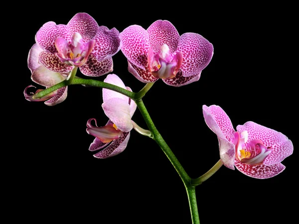 Pink Orchid — Stock Photo, Image