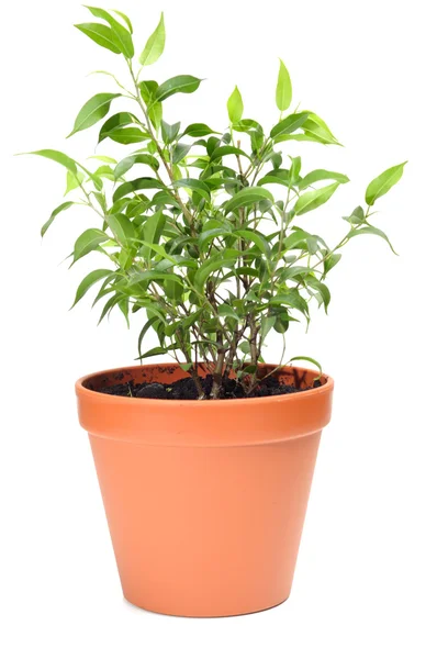 stock image Small tree