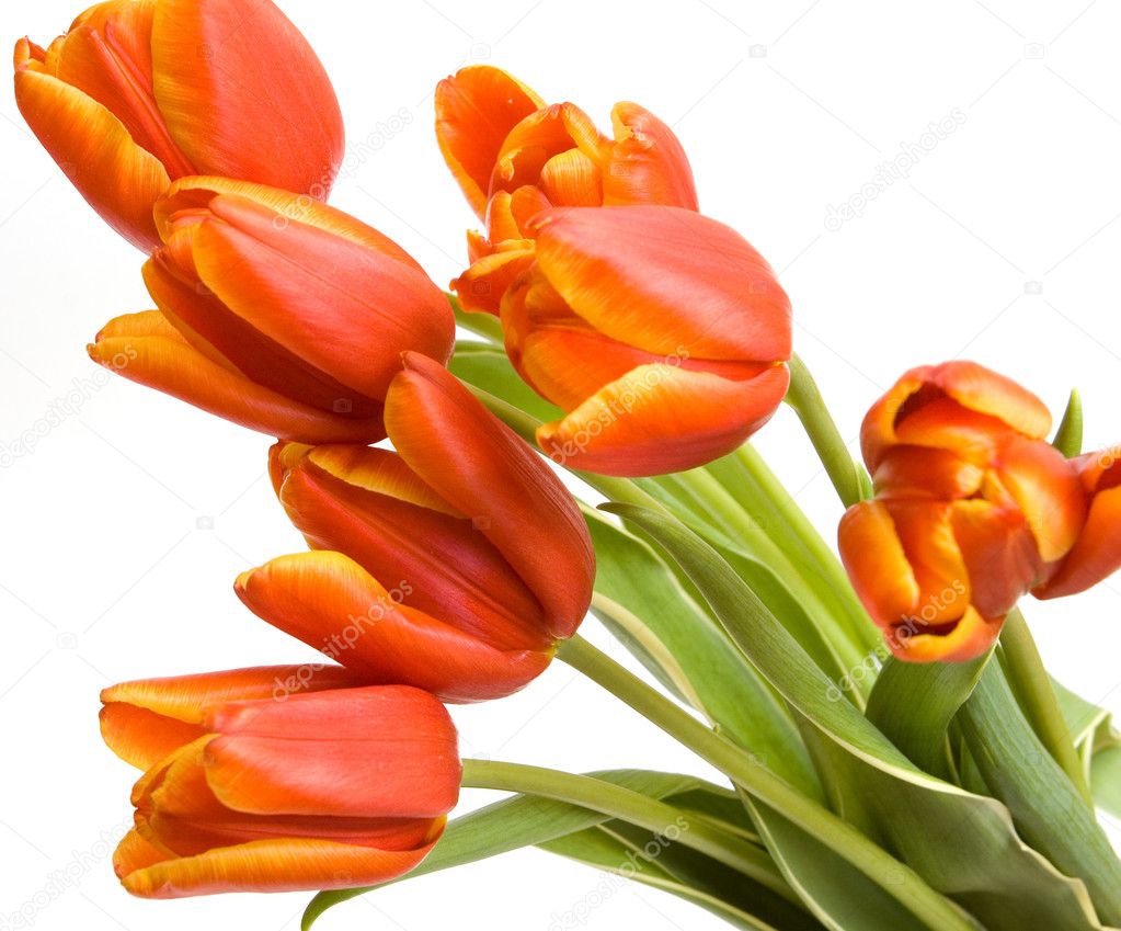 Bouquet of the fresh tulips