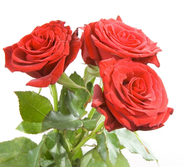 stock image Red roses