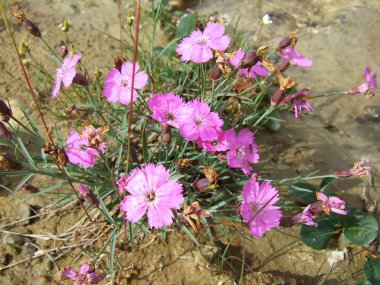 Gül flowerses