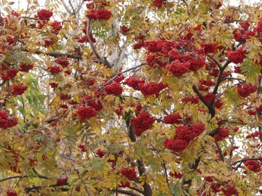 Rowanberry