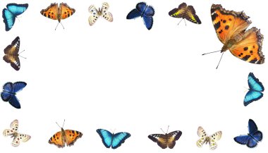 Butterfly collection clipart