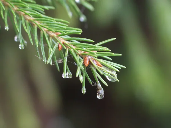 stock image Branch of the pine