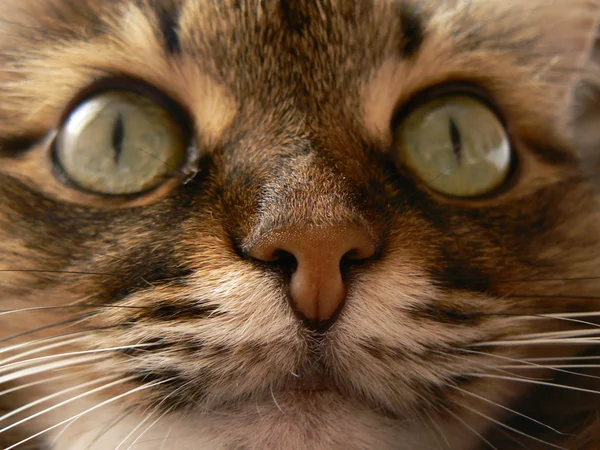 Кошачий нос — стоковое фото