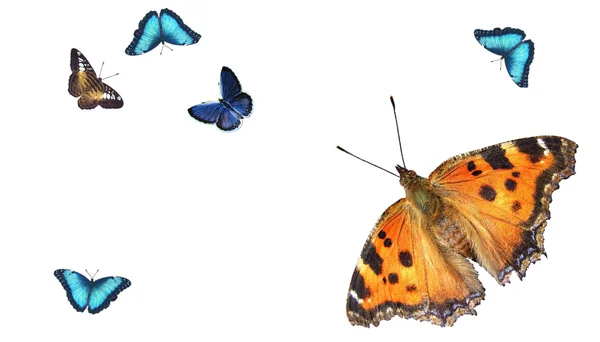 Vlinder-collectie — Stockfoto