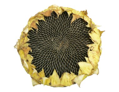 Sunflower clipart