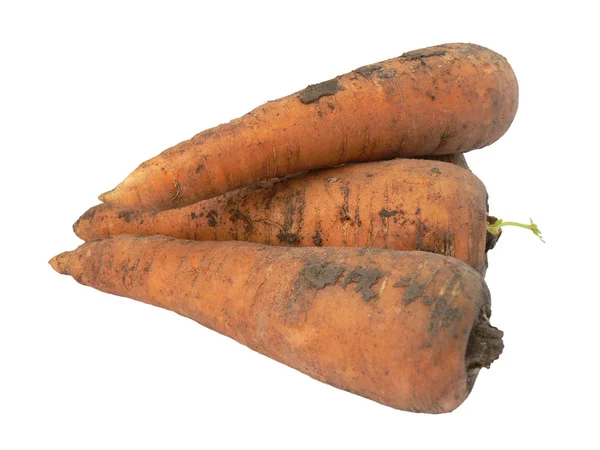 stock image Carrots