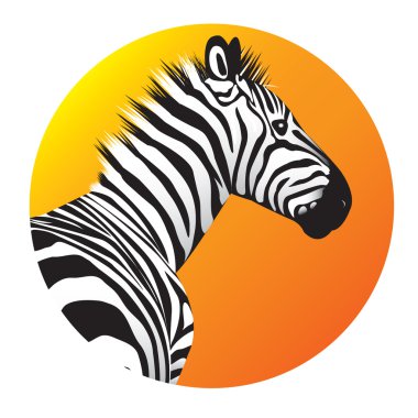 Zebra clipart