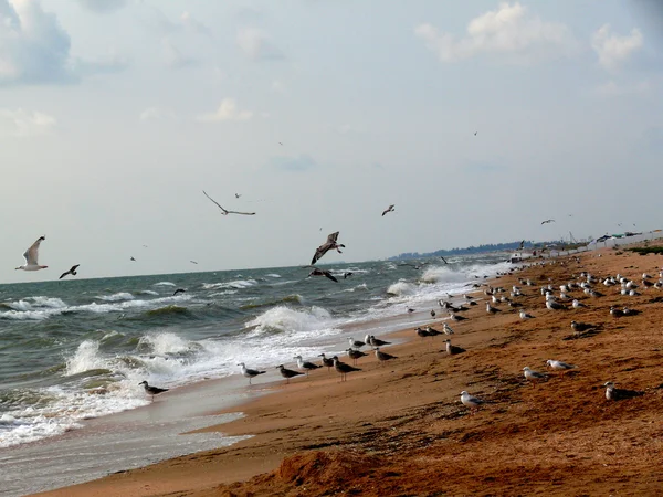 Sahil üzerinde martı — Stok fotoğraf