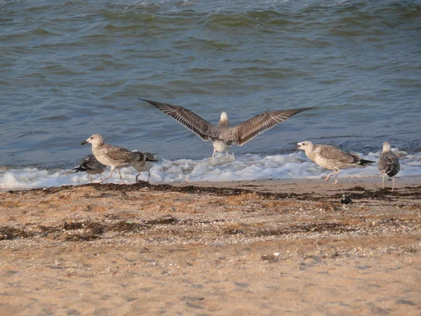 Seagull op Zeekust — Stockfoto
