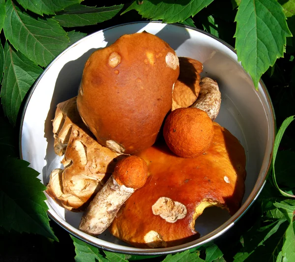 Mushrooms in leaves — Stock Photo, Image