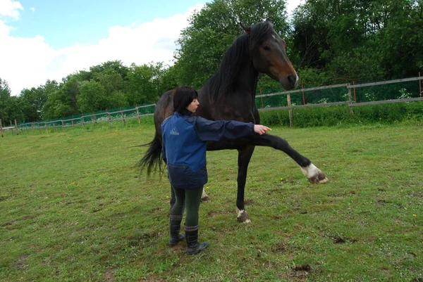 馬を持つ少女 ロイヤリティフリーのストック写真