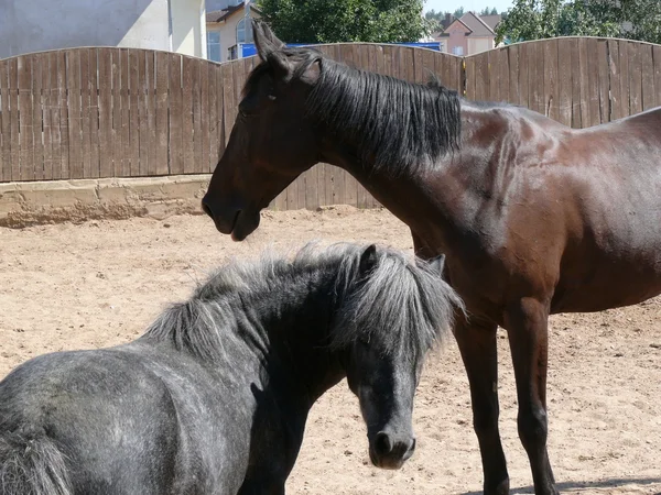 馬とポニー — ストック写真