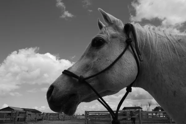 Bílý Arabský kůň — Stock fotografie