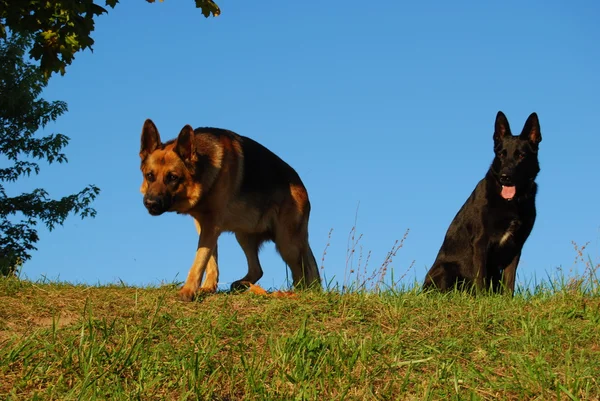 Большие собаки — стоковое фото