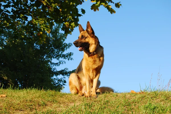 Büyük köpek — Stok fotoğraf