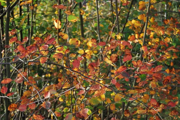 stock image Autumn landscape