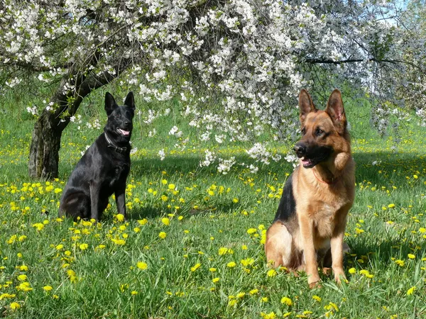 Dois cães grandes Fotografia De Stock