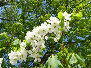 Branch with flowers clipart