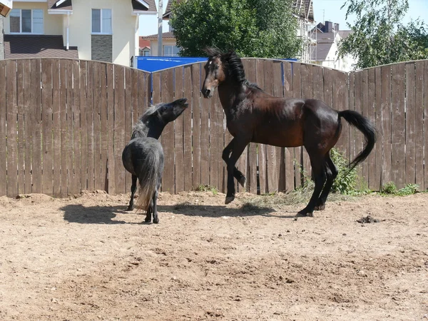 Koń i Kucyk — Zdjęcie stockowe