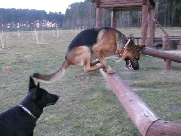Две большие собаки — стоковое фото
