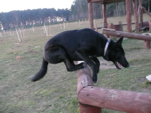Большая собака — стоковое фото