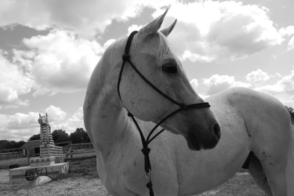 Cavalo branco árabe — Fotografia de Stock