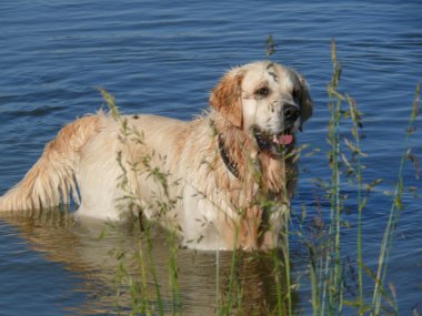 büyük köpek