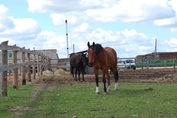 Hästar i fältet — Stockfoto