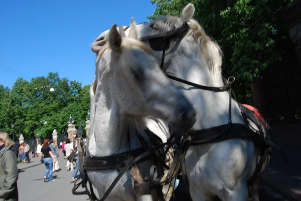 Horse in harness — Stock Image Horse in harness Stock Image