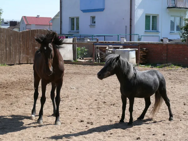Лошадь и пони — стоковое фото