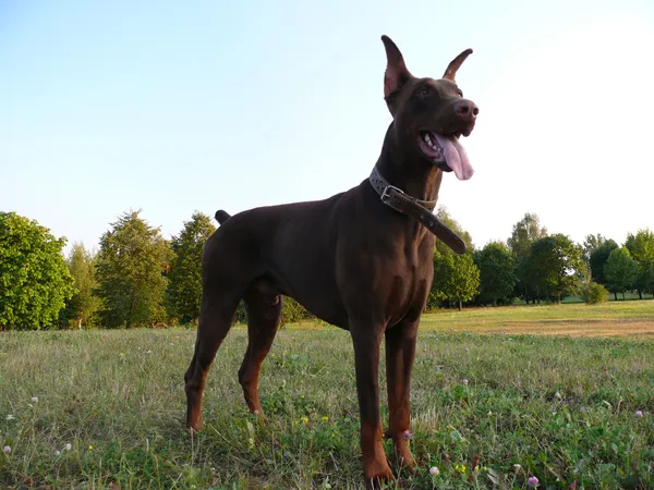 Большая собака — стоковое фото