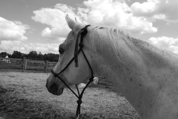Witte Arabische paard — Stockfoto