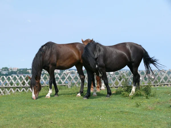 Paarden in veld — Stockfoto