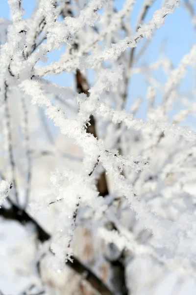 Snow covered branches — Stock Photo, Image