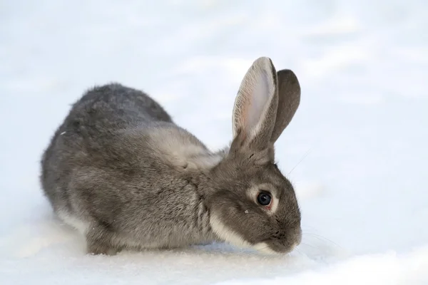 stock image Gray rabbit