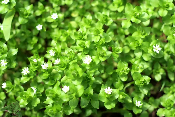 Hierba verde y flor — Foto de Stock