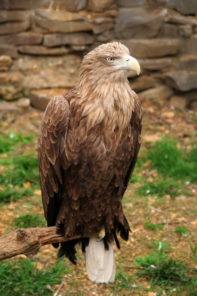 Entierro de águila — Foto de Stock
