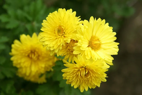 stock image Yellow flower on a green background