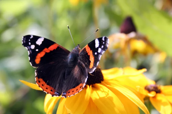 stock image Butterfly