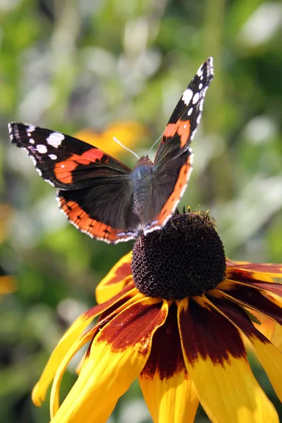 stock image Butterfly